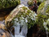 Zwei Eiszungen an bemoostem Felsen am Steinbach